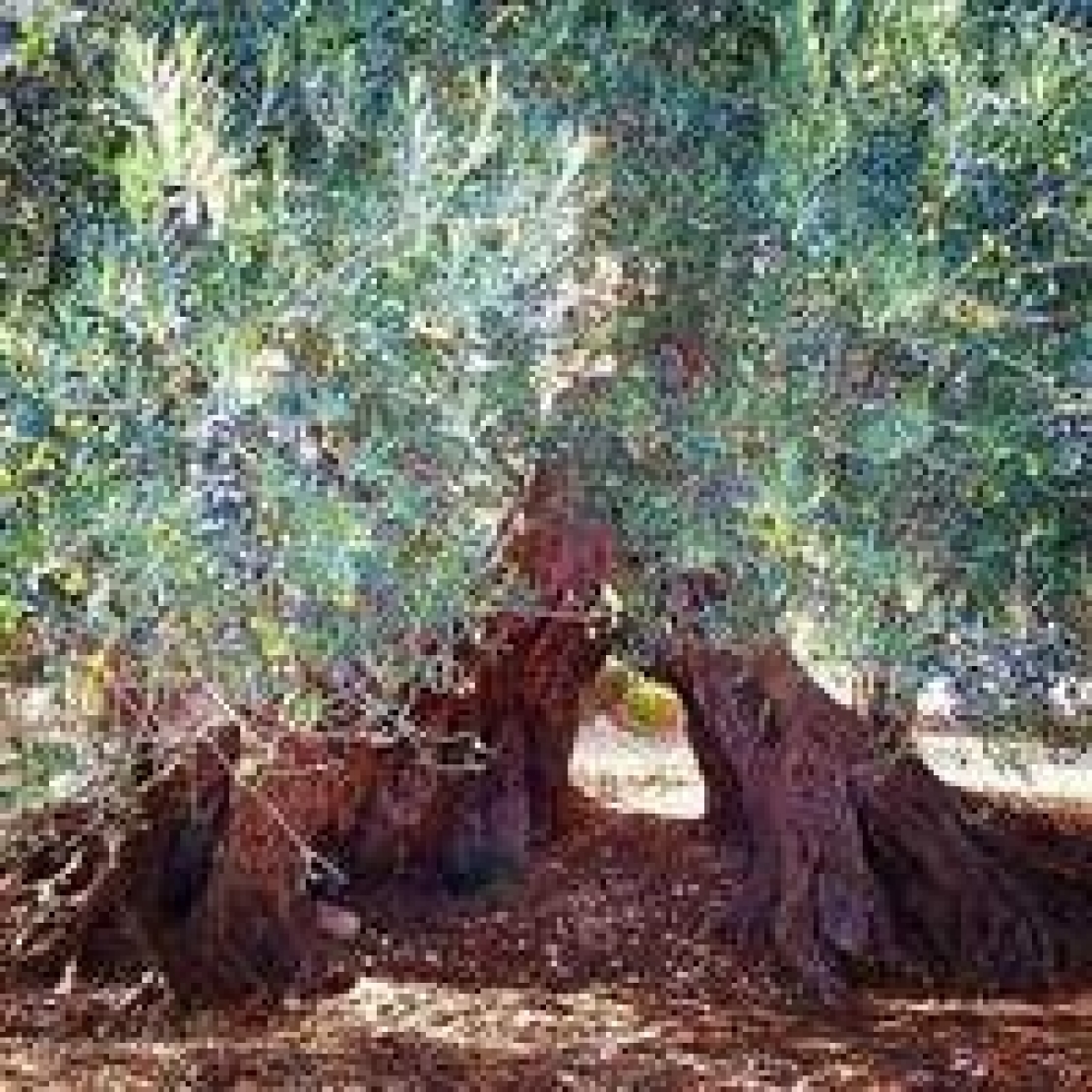Gli olivi secolari sono un bene culturale comune e un valore economico