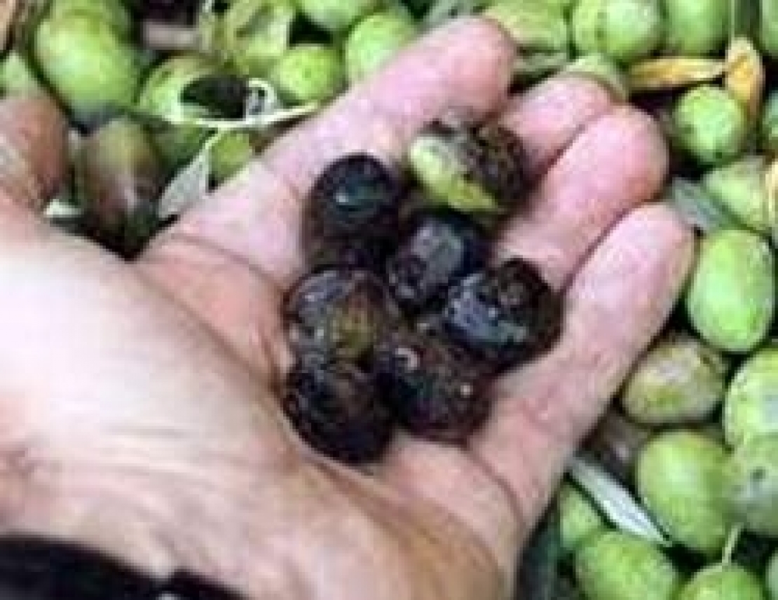 Marciumi e funghi sulle olive italiane. Non c'è da lottare solo contro la mosca