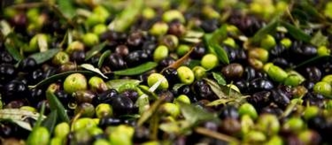 Qual'&egrave; il giusto prezzo per un quintale di olive?