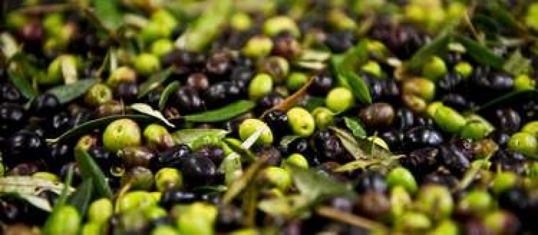 Qual'è il giusto prezzo per un quintale di olive?