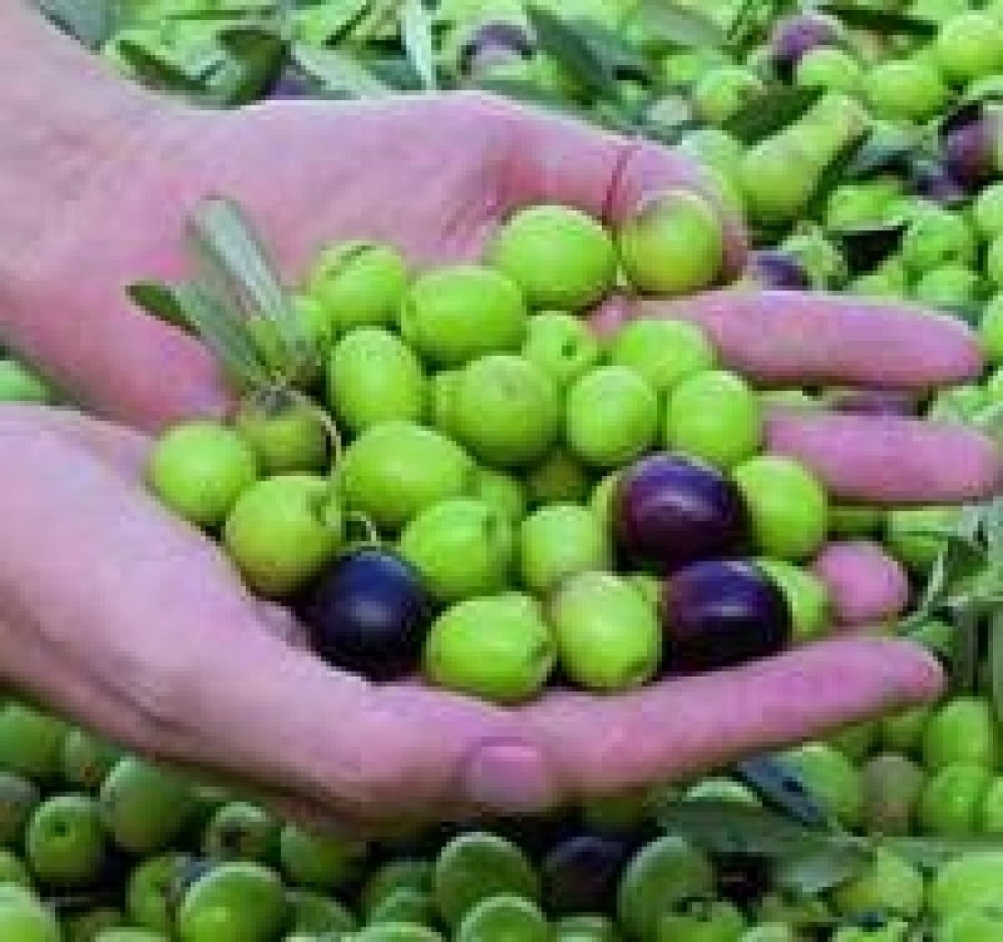 In arrivo gli aiuti comunitari accoppiati per il settore dell'olio d'oliva