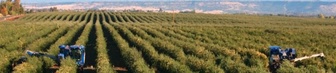 I promoter degli oliveti superintensivi in Italia