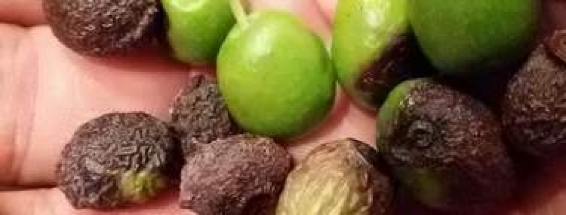 Il ritorno della lebbra dell'olivo negli oliveti italiani