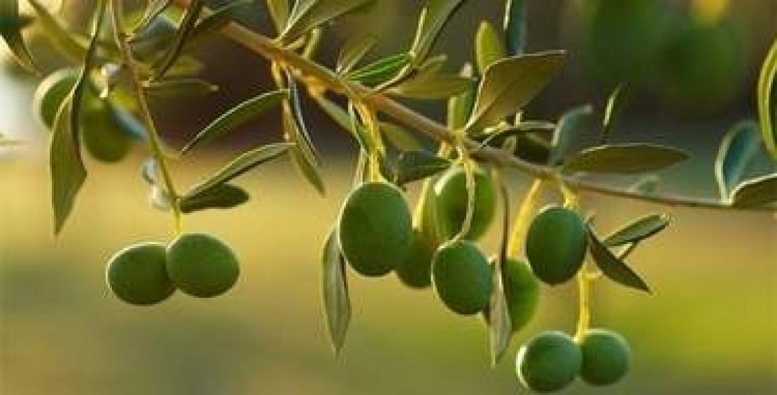 Fare delle virtù dell’olio di oliva una necessità per l’espansione dell’olivicoltura italiana