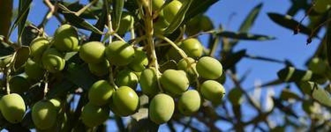 Problemi di allegagione sull'olivo? Si può rimediare con le poliammine