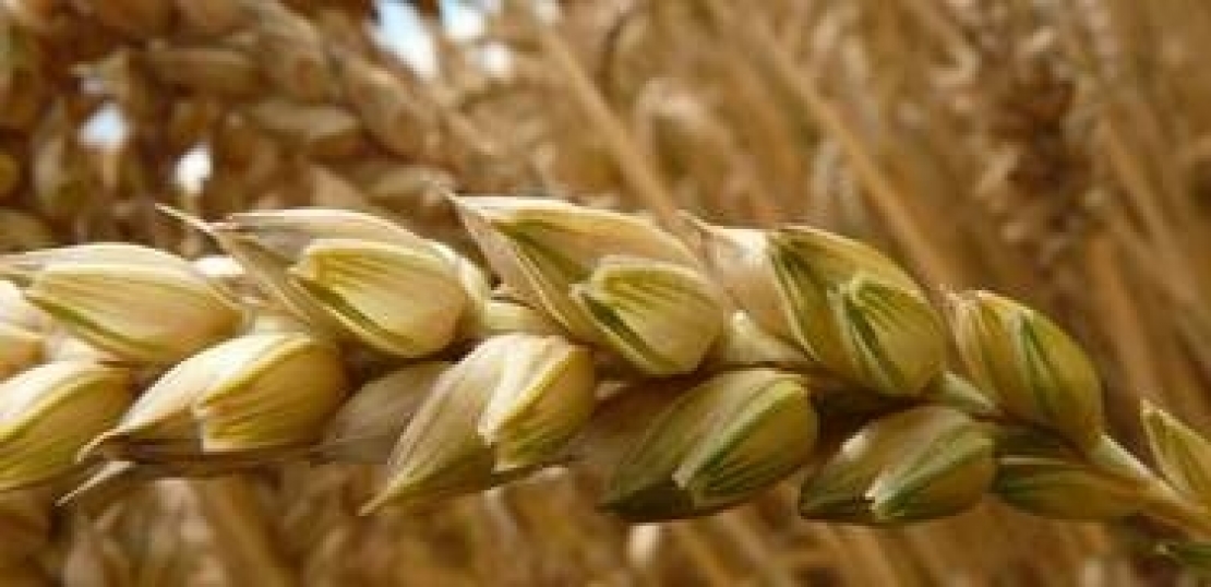 Abbassare il limite di micotossine nel grano duro per salvare la cerealicoltura italiana