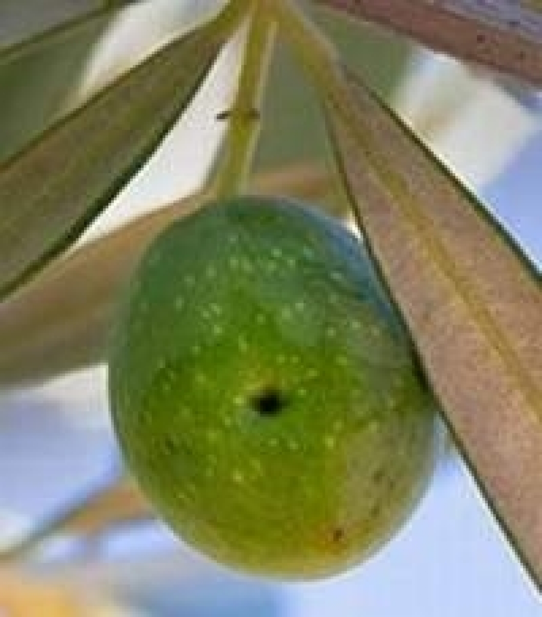 Habitat naturale e gestione agronomica: la mosca delle olive si combatte anche così