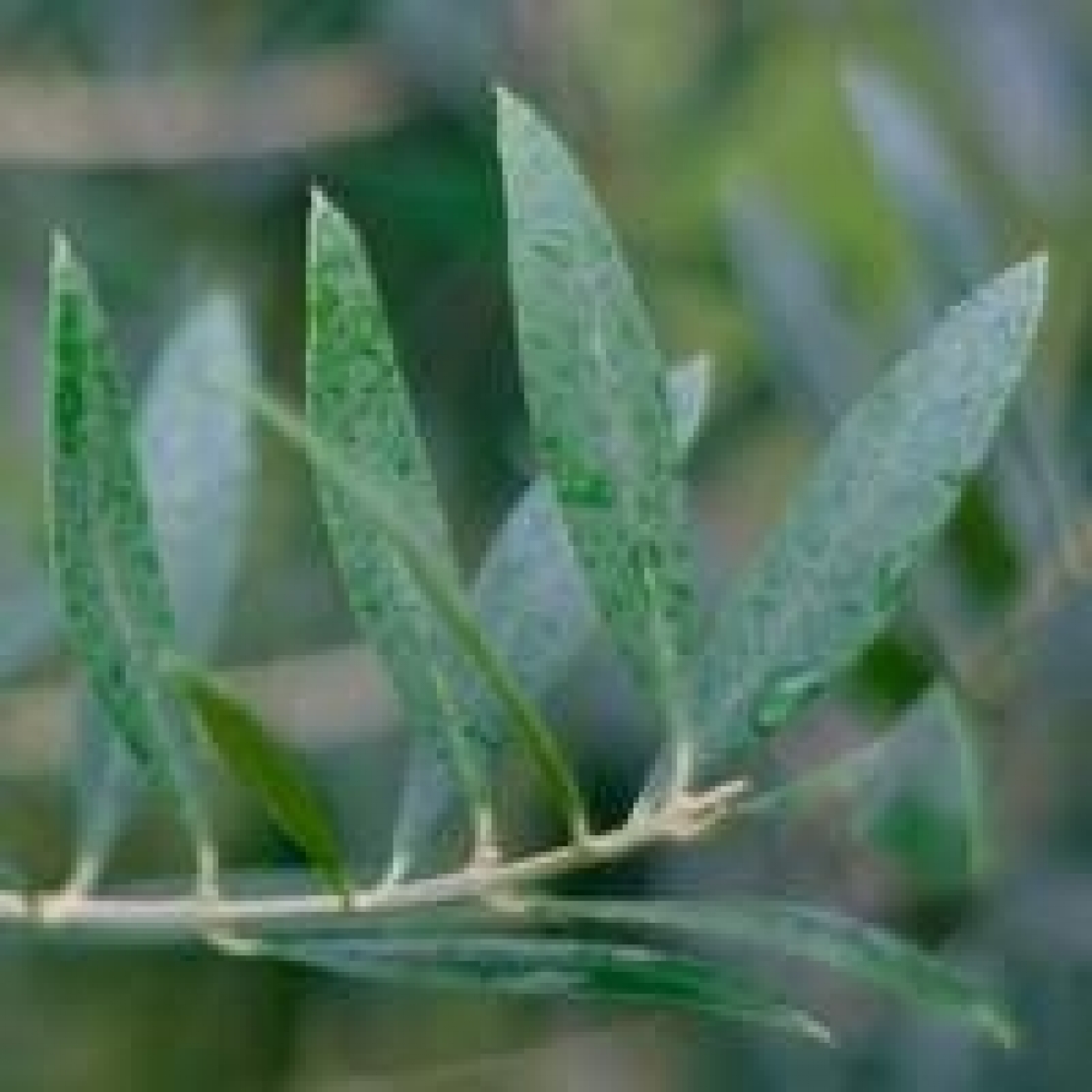 L'oliveto biologico mondiale si allarga sempre più