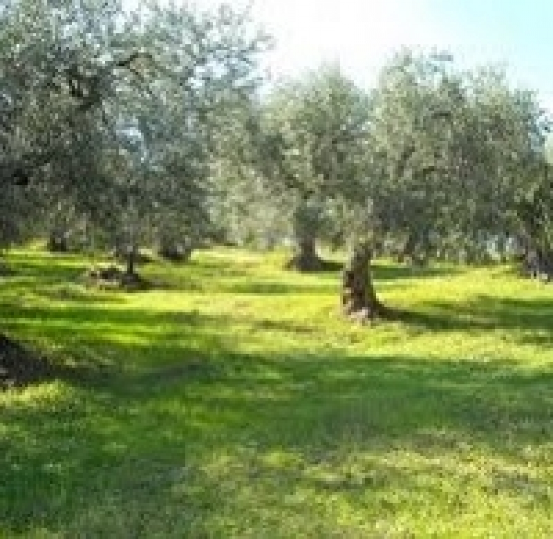 Bisogna dare un futuro all'oliveto Italia