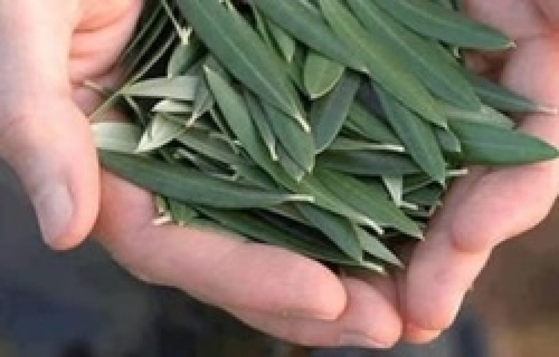 L'estratto di foglie di olivo può essere uno scudo contro il diabete