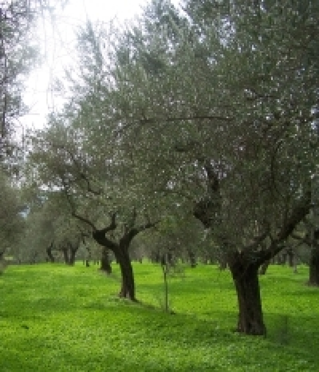 Un oliveto inerbito fa bene all'ambiente e combatte i cambiamenti climatici