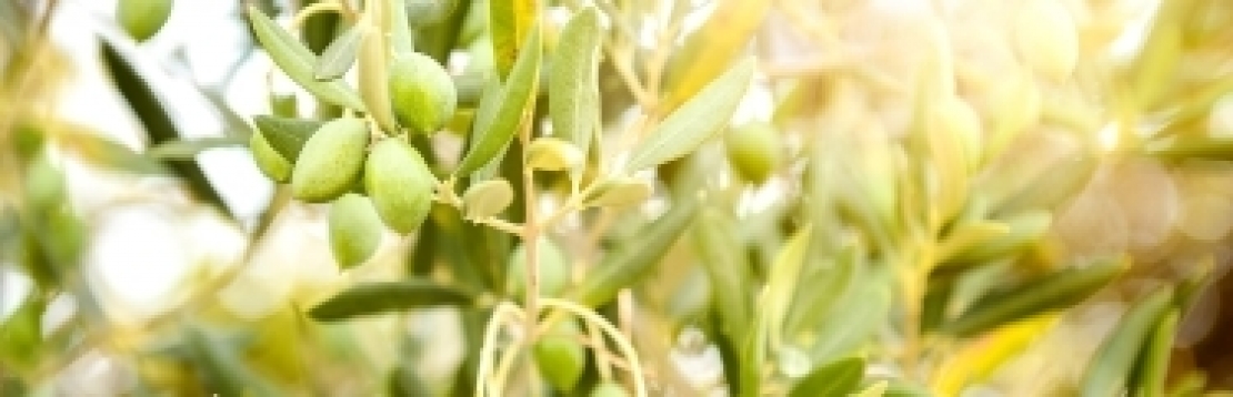 Olio d'oliva in quantità, purchè abbia una precisa identità territoriale