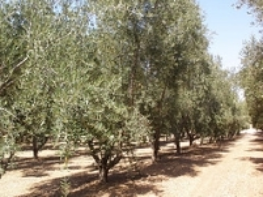 La subirrigazione per l'olivo contro la siccità imperante