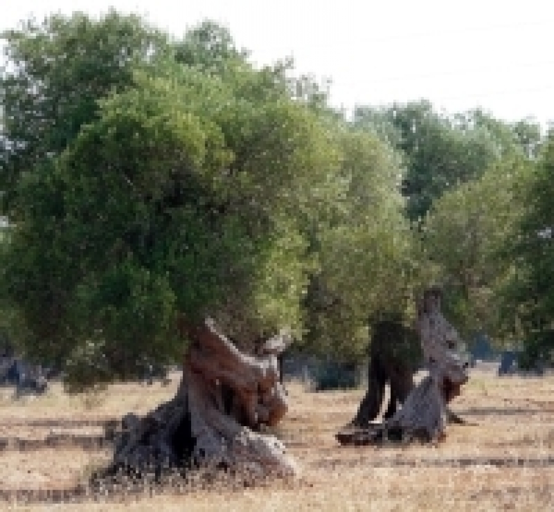 Nella Macchia salentina, dove l'olivo cresce e muoiono le speranze degli uomini