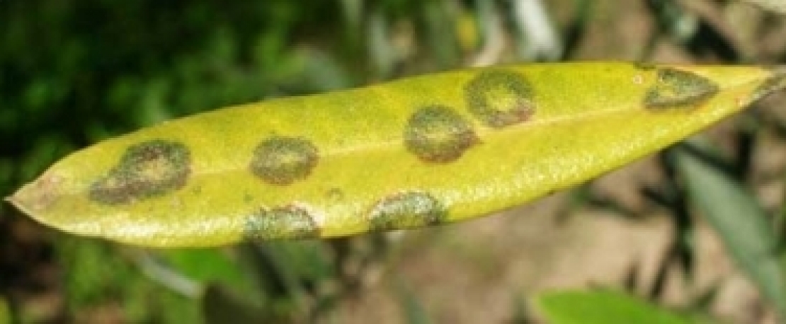 Abbondante cascola di foglie durante la potatura dell'olivo, chi è il colpevole?