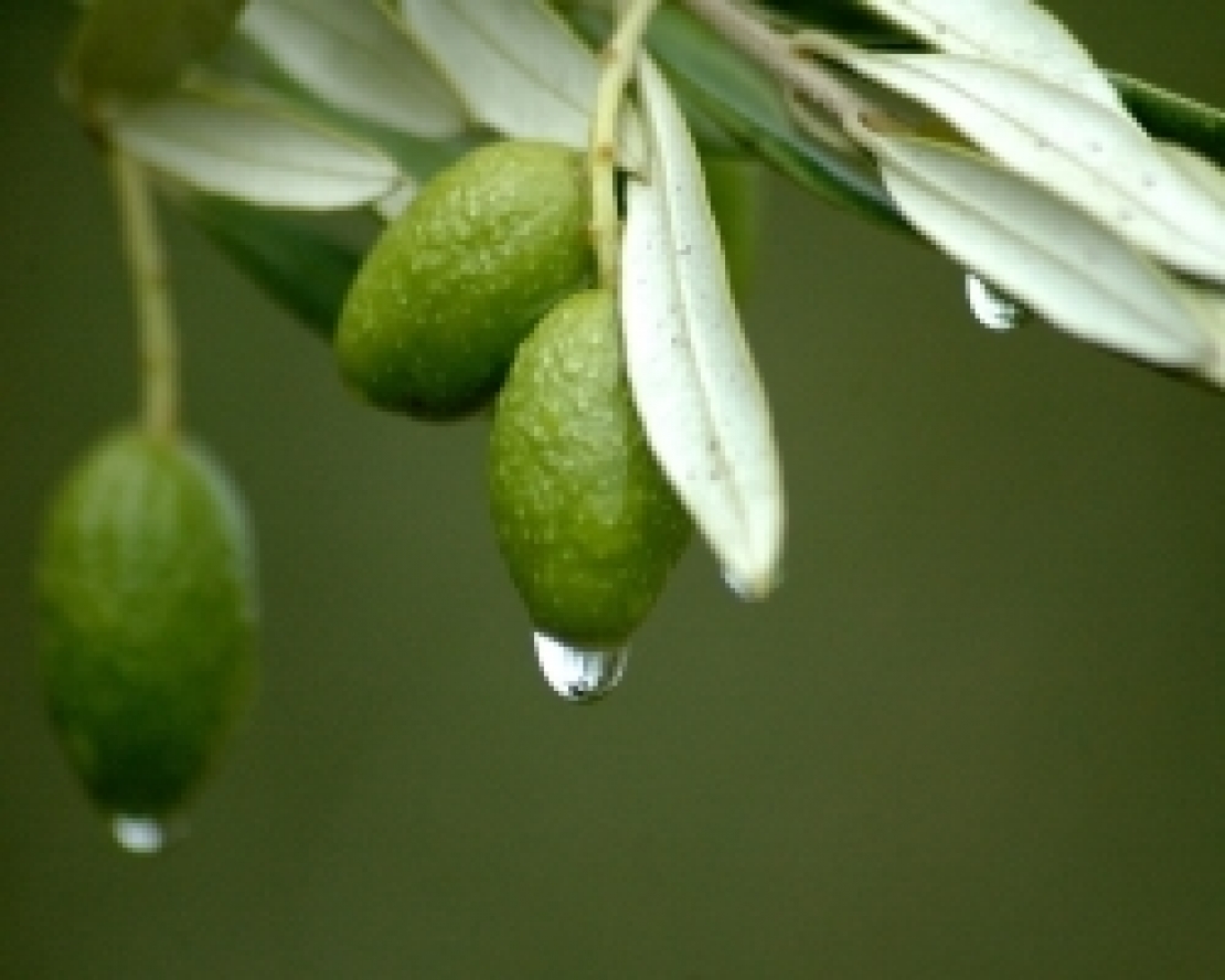 Fertilizzazione fogliare dell'olivo, prima che sia troppo tardi