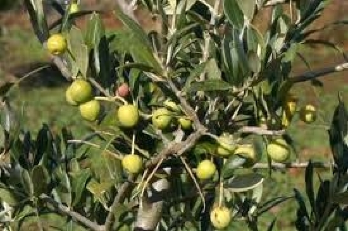 La memoria degli olivi per superare indenni la carenza idrica