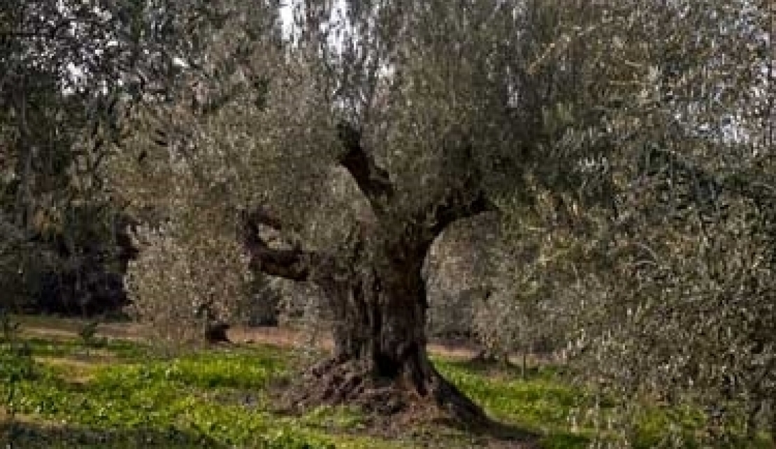 Ora la Spagna cerca di salvare i propri oliveti storici