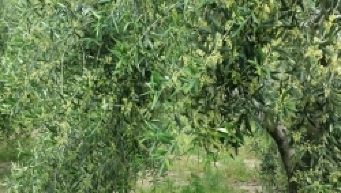 Fertilizzazioni fogliari a base di fosforo inutili per l'olivo