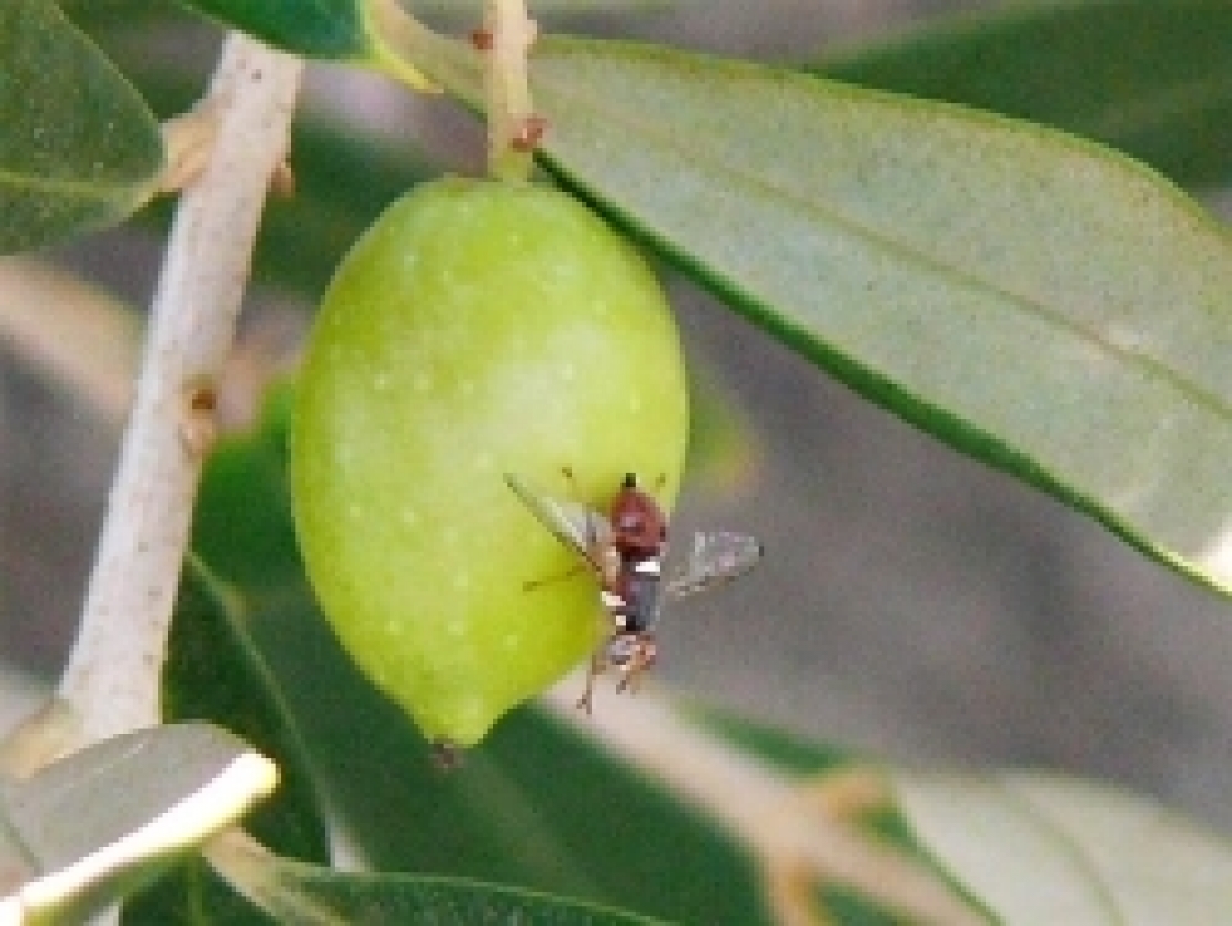 Il pericolo mosca delle olive è già in agguato: possibilità e scelte