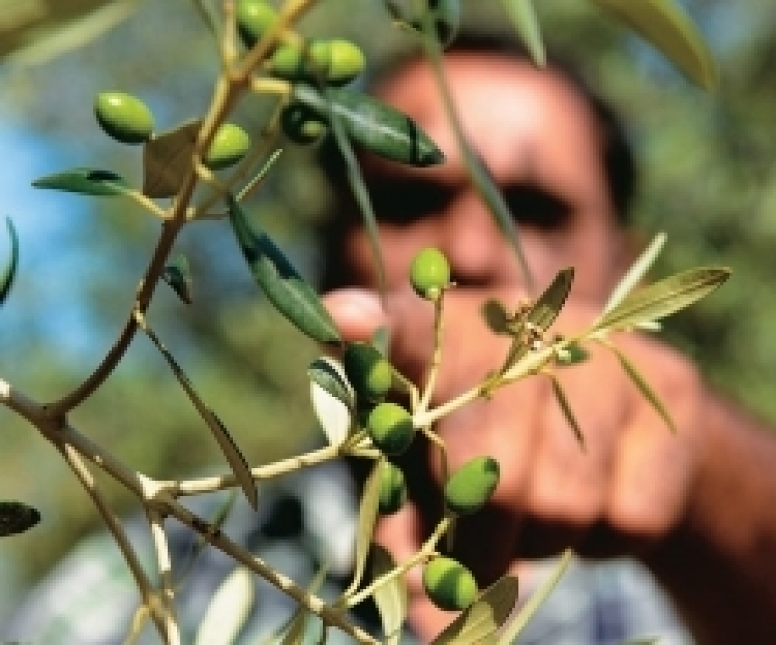 L'innovazione vincente nel settore olivicolo: coltivazione tradizionale e estrazione con denocciolatura