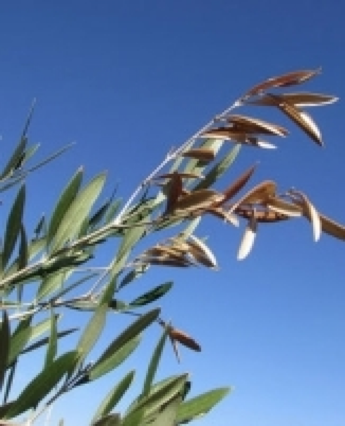 Xylella fastidiosa, la tragicommedia partì così