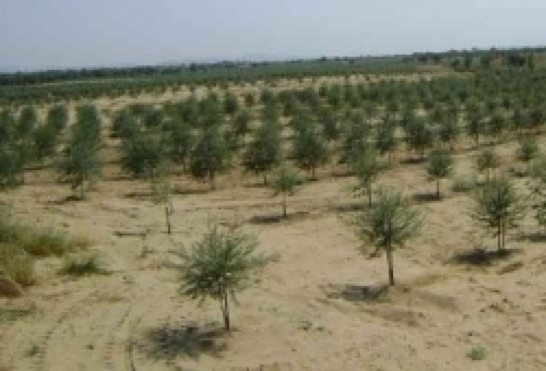 Tecniche di aridocoltura per il futuro dell'olivo nel Mediterraneo