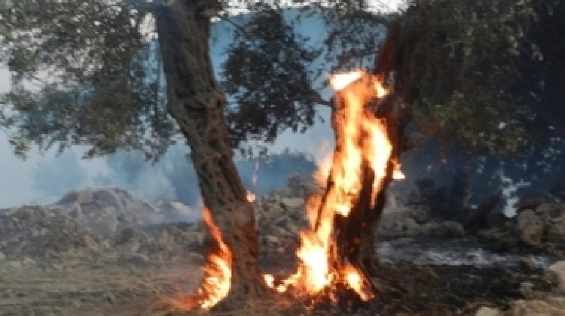 Olivete in fiamme: danni e ora anche un morto