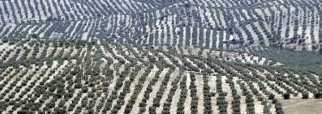 Prospettive negative per la produzione di olio di oliva in Andalusia