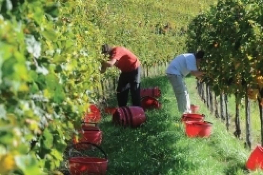 Nuovi voucher in agricoltura, l'Inps ridefinisce le retribuzioni orarie