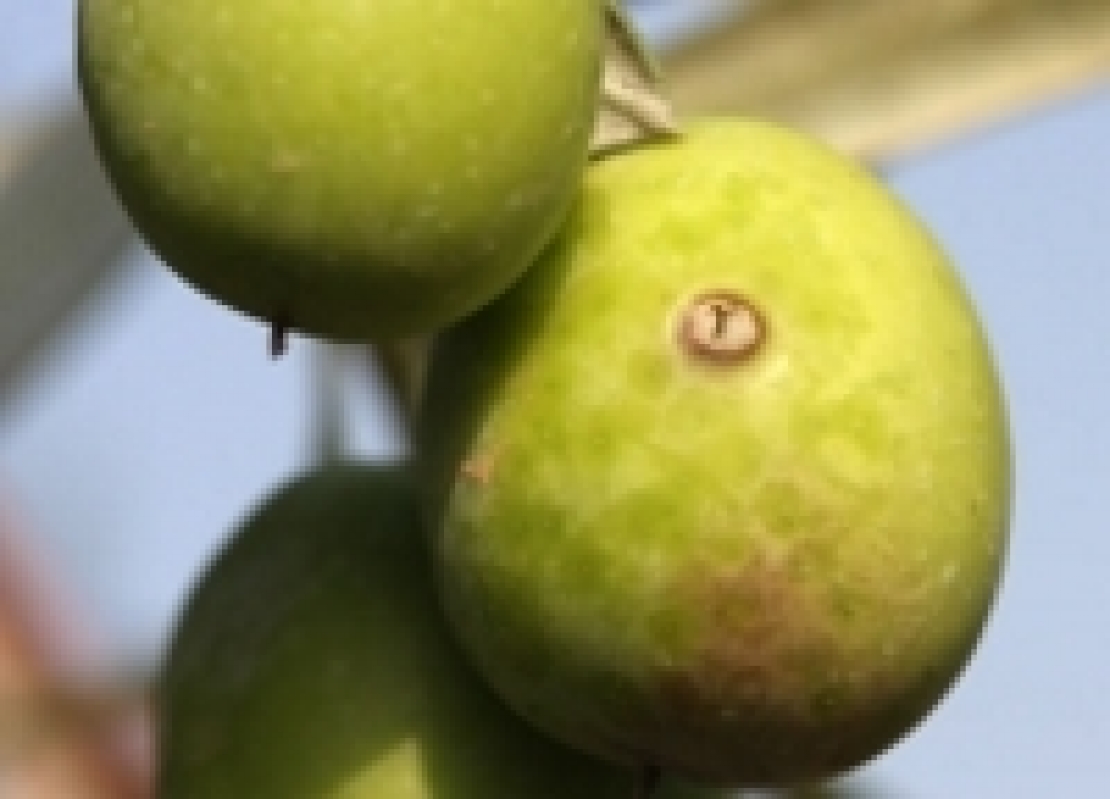 Efficacia della lotta attract&kill contro la mosca delle olive: l'incognita durata
