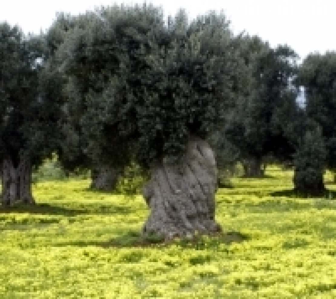 L'olio di oliva Igp Puglia tutelerà i consumatori