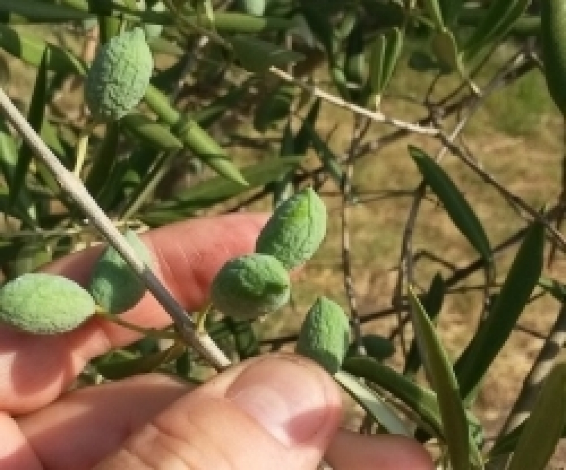 Il triplo stress che sta colpendo l'olivo: alte temperature, carenza d'acqua, elevata irradiazione luminosa