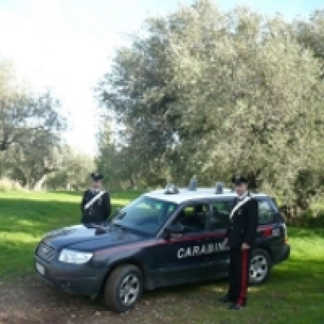 Allarme nelle campagne pugliesi, dilagano i furti di uva, mandorle e olive