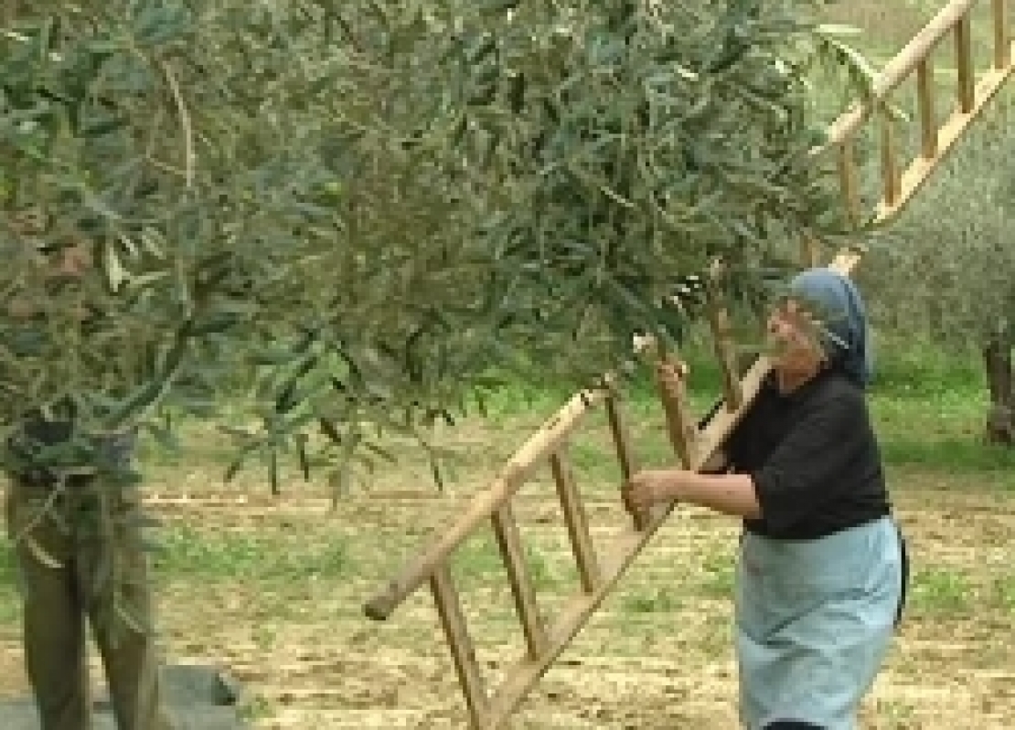 La raccolta meccanica integrale riduce sensibilmente i costi ma danneggia anche le olive