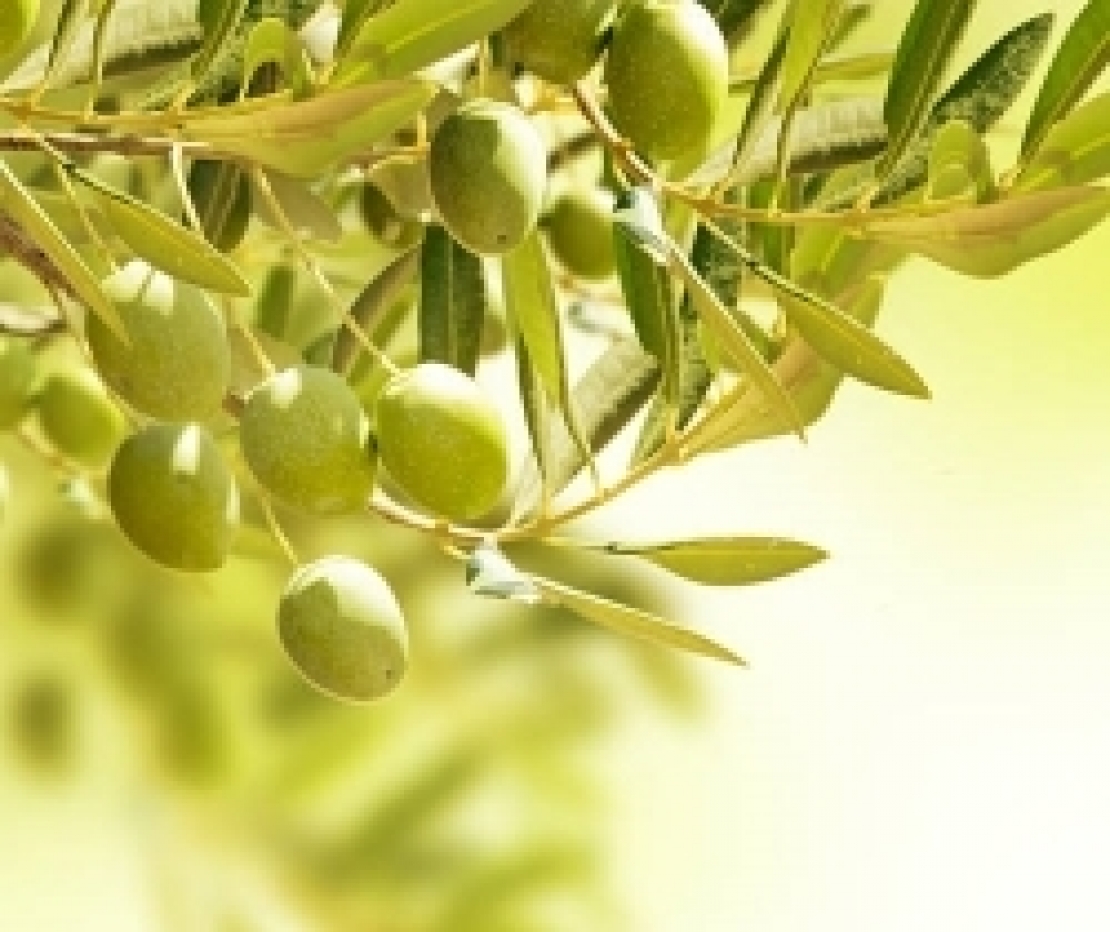 Non solo quantità, luce e acqua determinanti anche per la qualità dell'olio extra vergine d'oliva