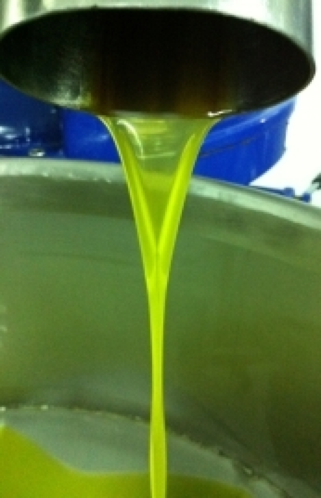 Fermentazione controllata delle olive prima dell'estrazione per dare vita più lunga all'extra vergine