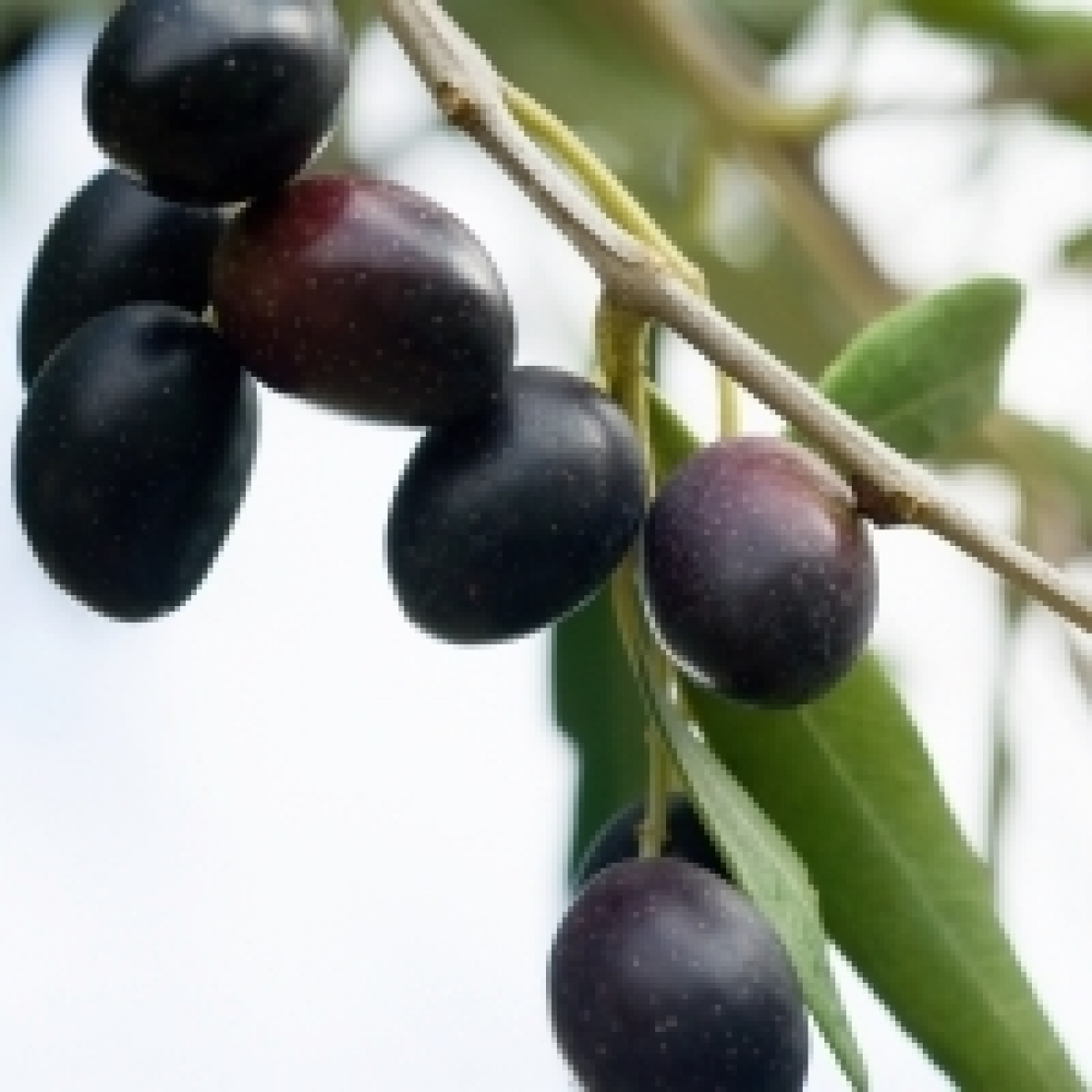 Le varietà di olivo, una biodiversità da conoscere e riconoscere