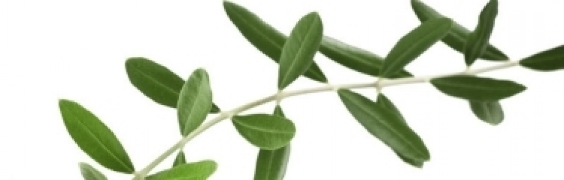 Utilizzare acque di vegetazione o estratti di foglie di olivo per aumentare i fenoli nell'extra vergine