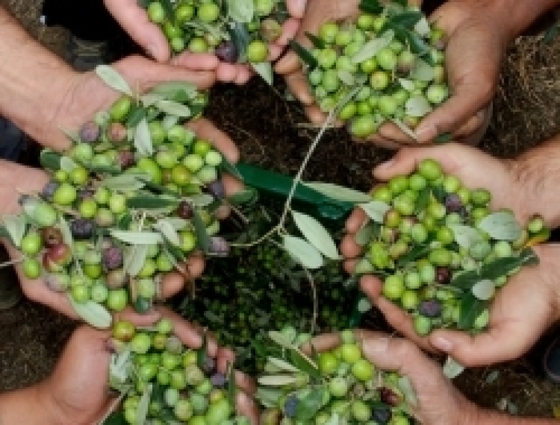 Superare l'alternanza di produzione dell'olivo attraverso i Contratti di Rete