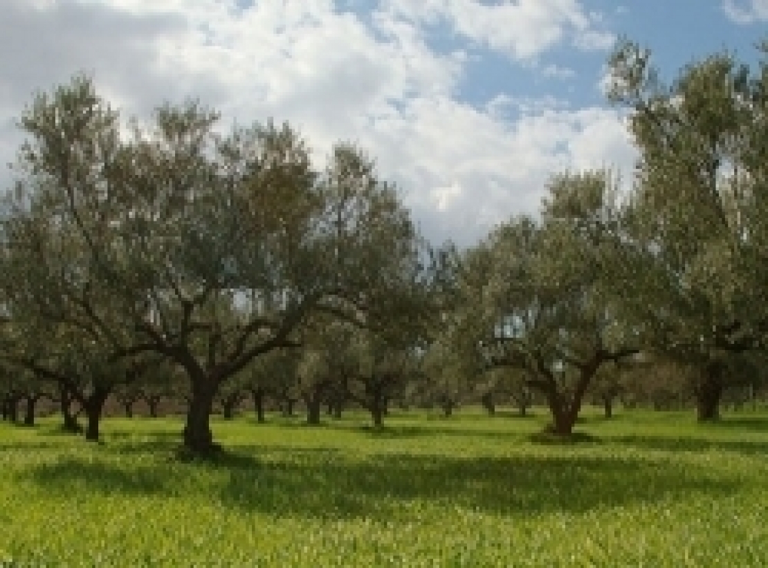 Dalla potatura alle concimazioni. Ecco cosa non&nbsp; fare in inverno nell'oliveto