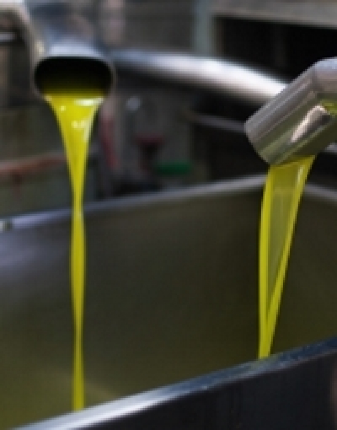 I fenoli dell'olio di oliva non sono tutti uguali o ugualmente influenzati dal campo e dal frantoio