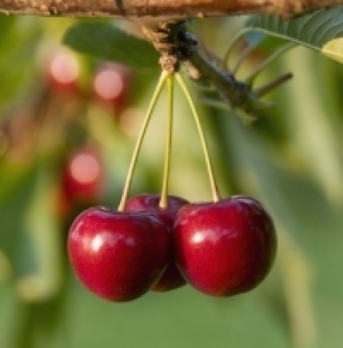 parassita mosca nera parassita mosca nera