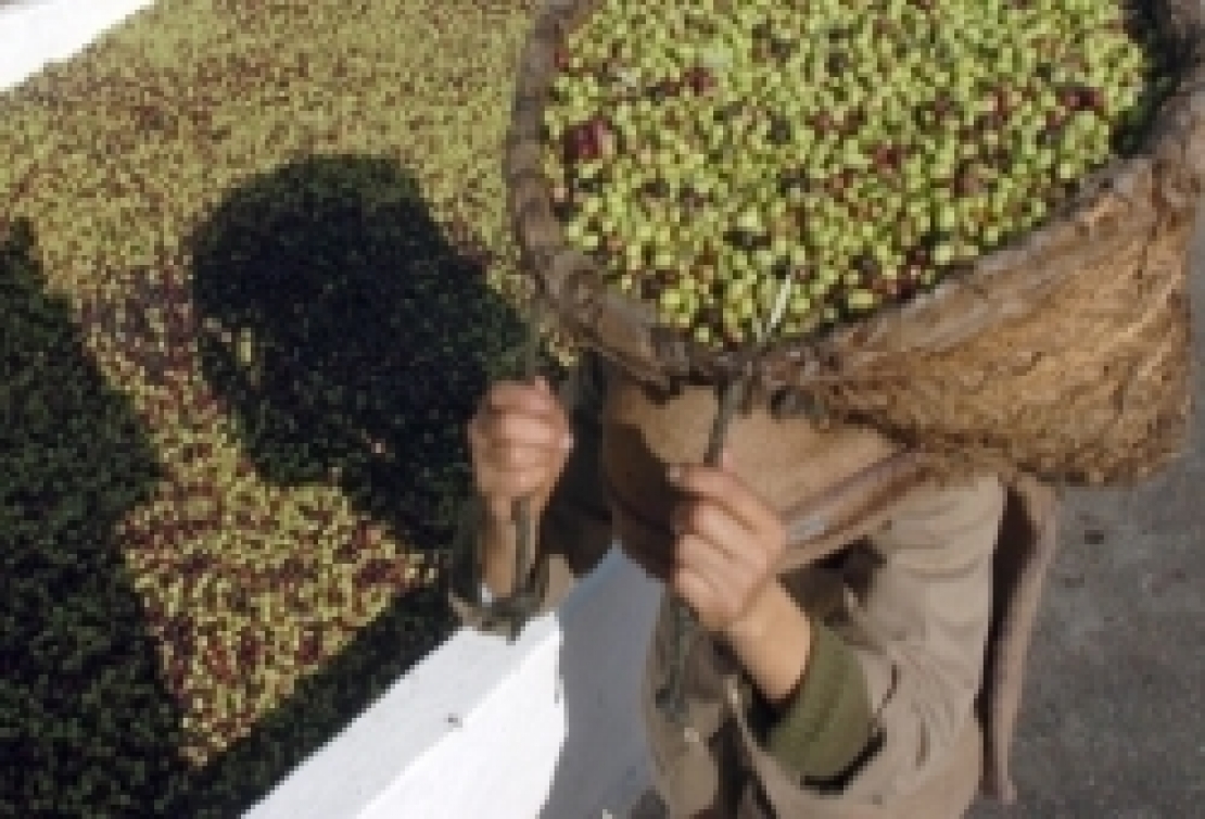 Dazio zero per l'olio d'oliva dalla Tunisia, spunta l'ipotesi di una proroga