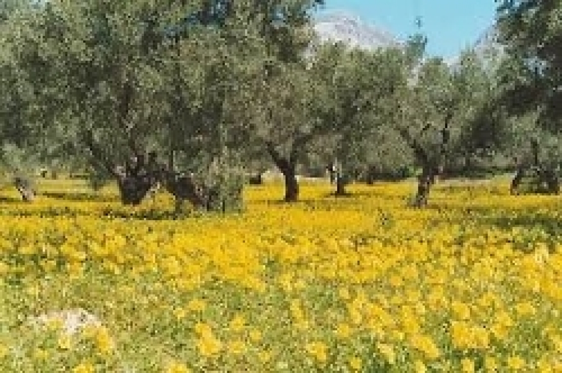 Nutrire l'olivo con l'inerbimento e la trinciatura dei residui di potatura