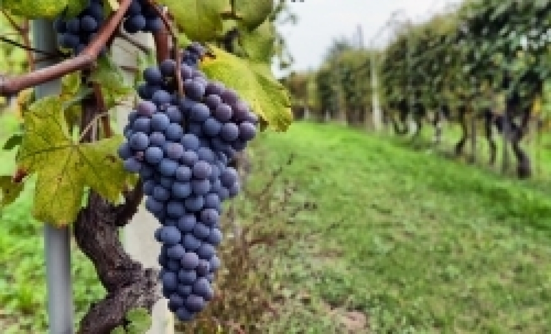 Contrordine viticoltori: il vigneto va inerbito 