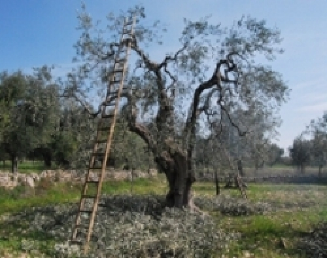 Oliveto che vai, potatura che trovi. I rischi in epoca di cambiamenti climatici