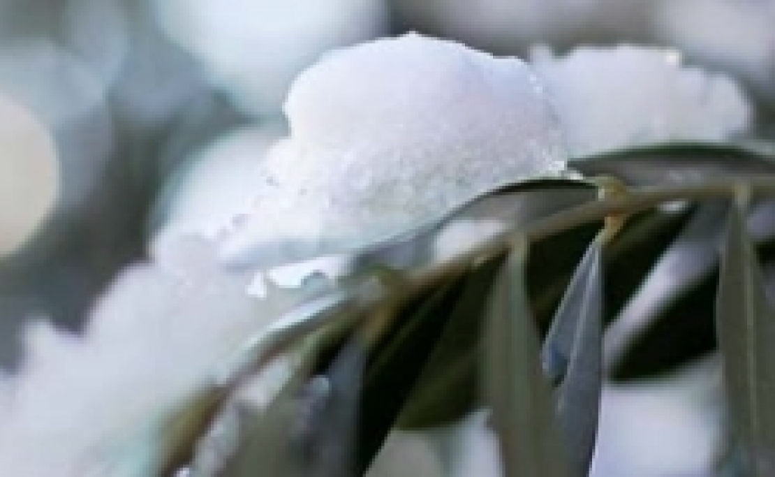 Freddo, neve e gelicidio. Quanti danni all'olivo?