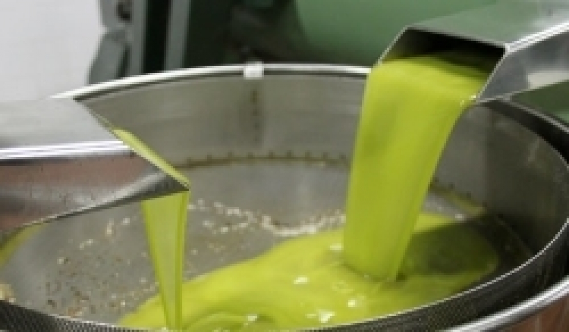 I polifenoli nell'olio d'oliva: non è tutta questione di frantoio