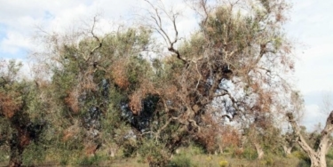 Nuovo decreto Xylella fastidiosa, sì ai reimpianti ma con autorizzazione